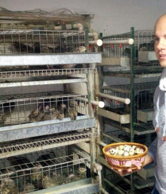 Jaje prepelice za lek i zaradu Stefan Milošev