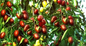 Kineska urma iz Bačkog Monoštora