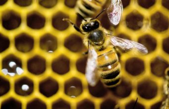 Apatinski pčelari nude 100 evra nagrade za informaciju i kradljivcima košnica