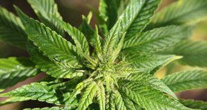 Uhapšeni Somborci sa marihuanom